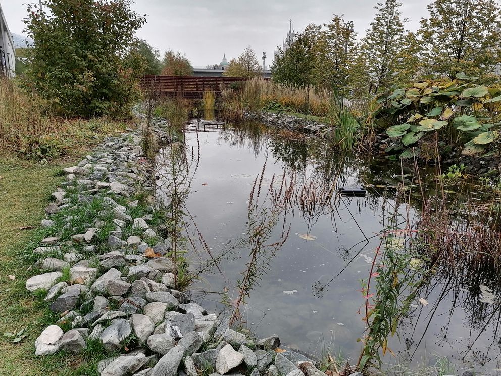 парк Зарядье, зимовка рыб, ГУП Мосводосток