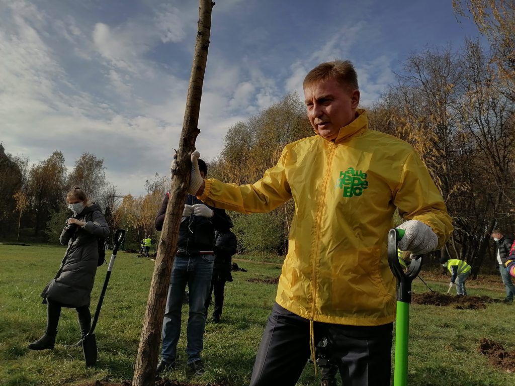 Наше дерево, озеленение, весна, деревья