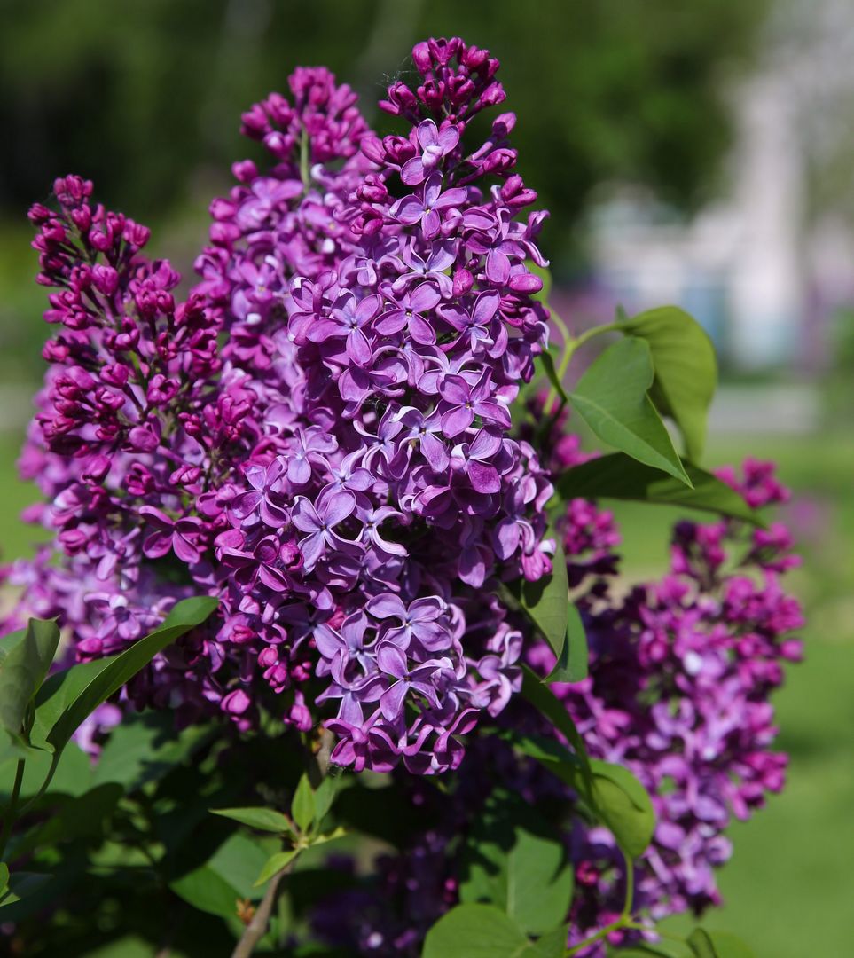 сирень, весна