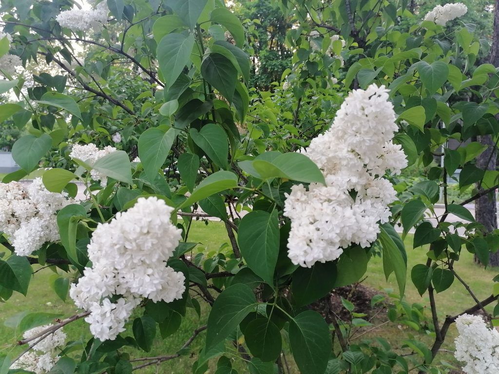 аллея славы, Лужники