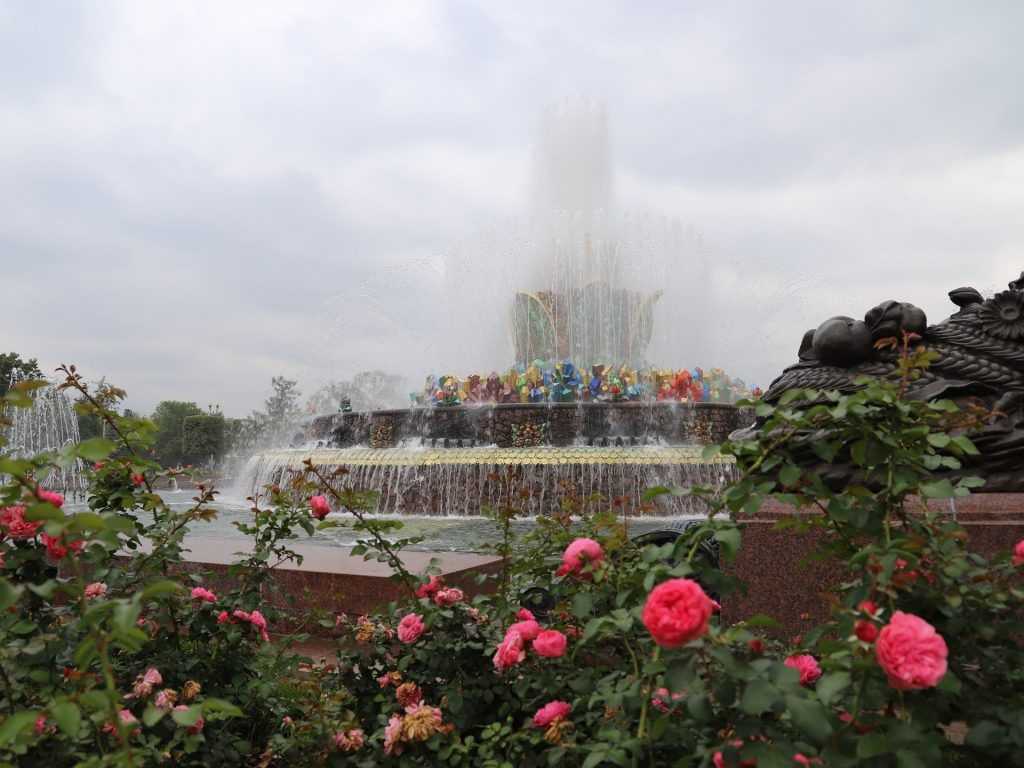 роза, ВДНХ, украшение Москвы, цветы