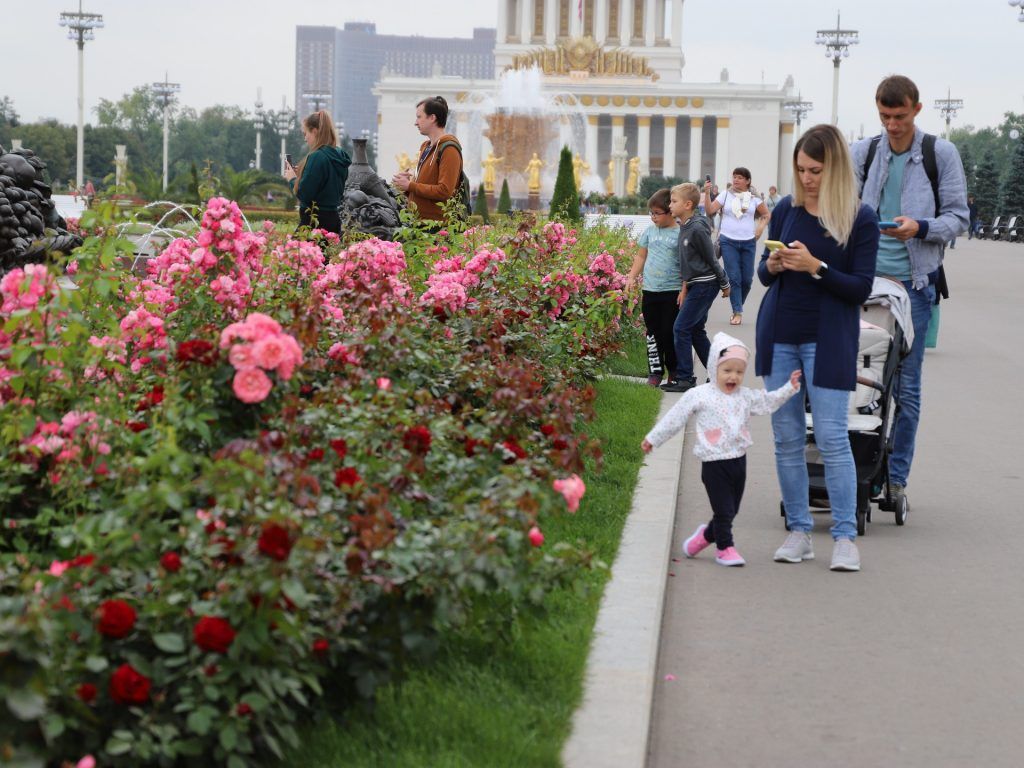 роза, ВДНХ, украшение Москвы, цветы