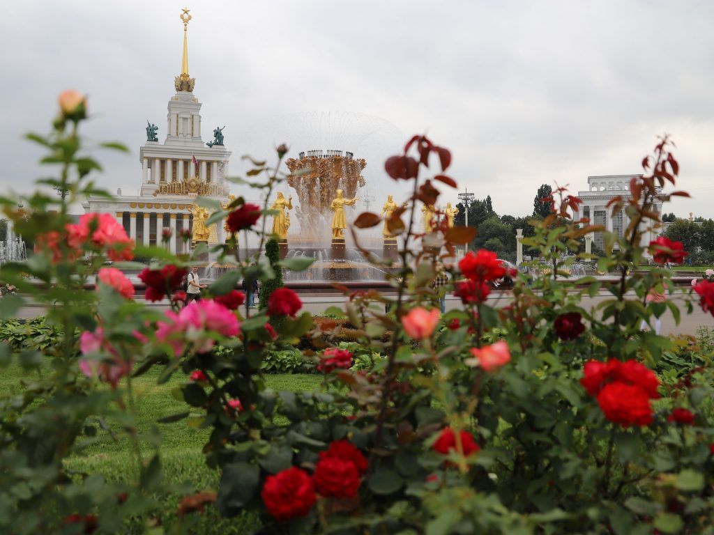 роза, ВДНХ, украшение Москвы, цветы