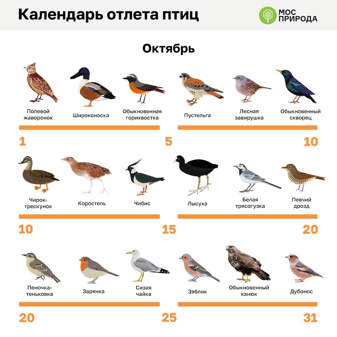 миграция птиц