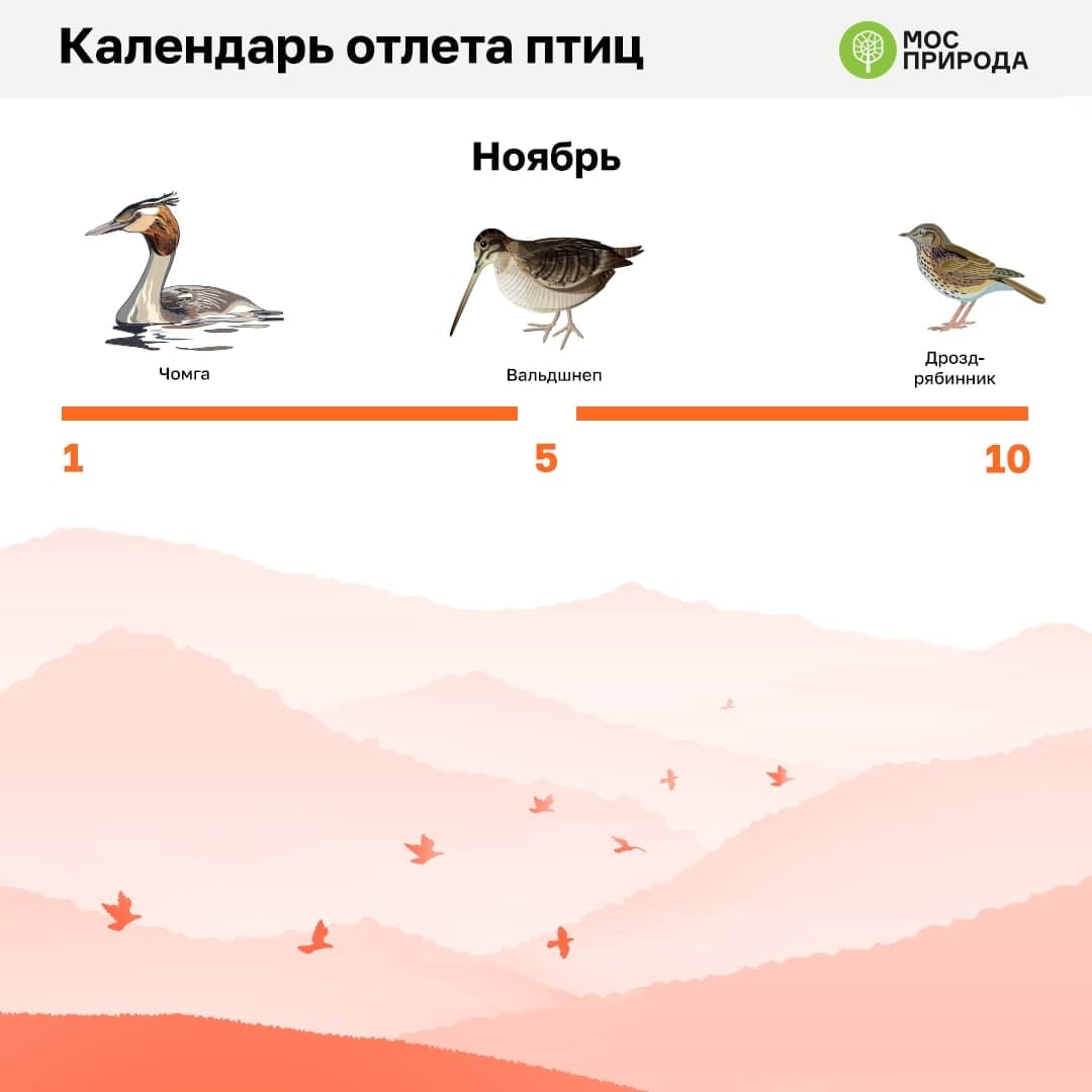 миграция птиц