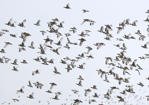 EuroBirdwatch-2021
