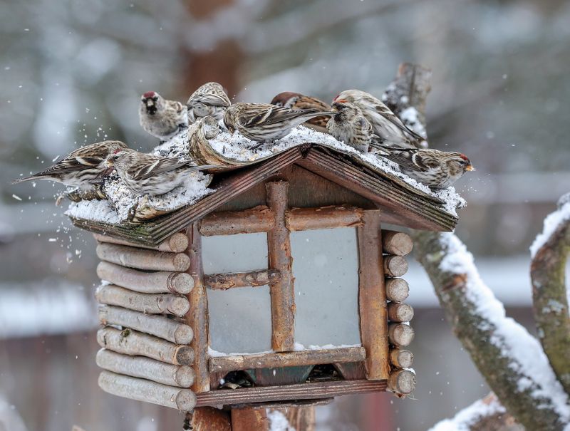 кормушка, воробьи, птицы