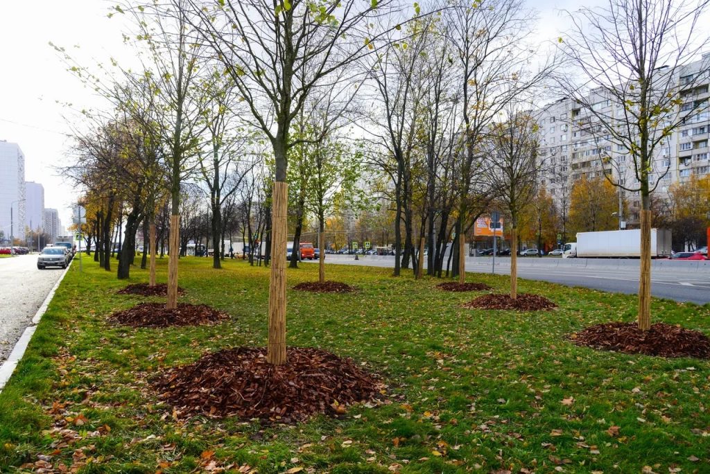 высадка деревьев, осень, благоустройство, Ленинградский проспект