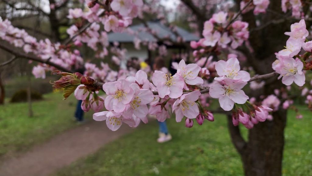 Сакура