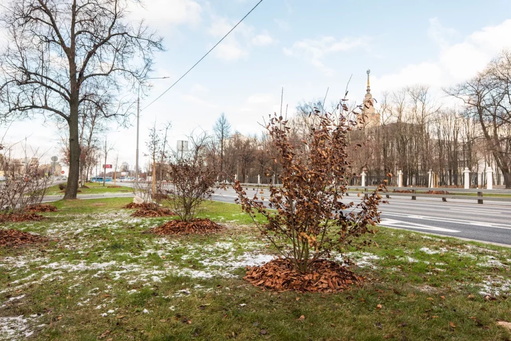 высадка деревьев, озеленение