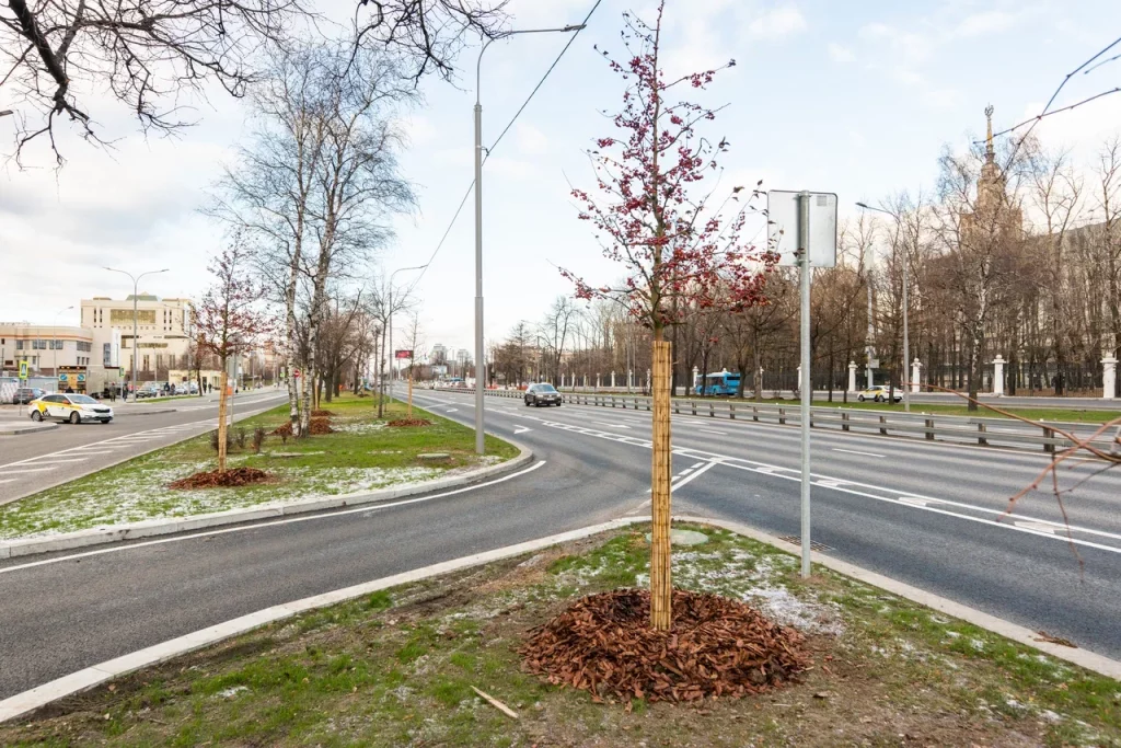 высадка деревьев, озеленение