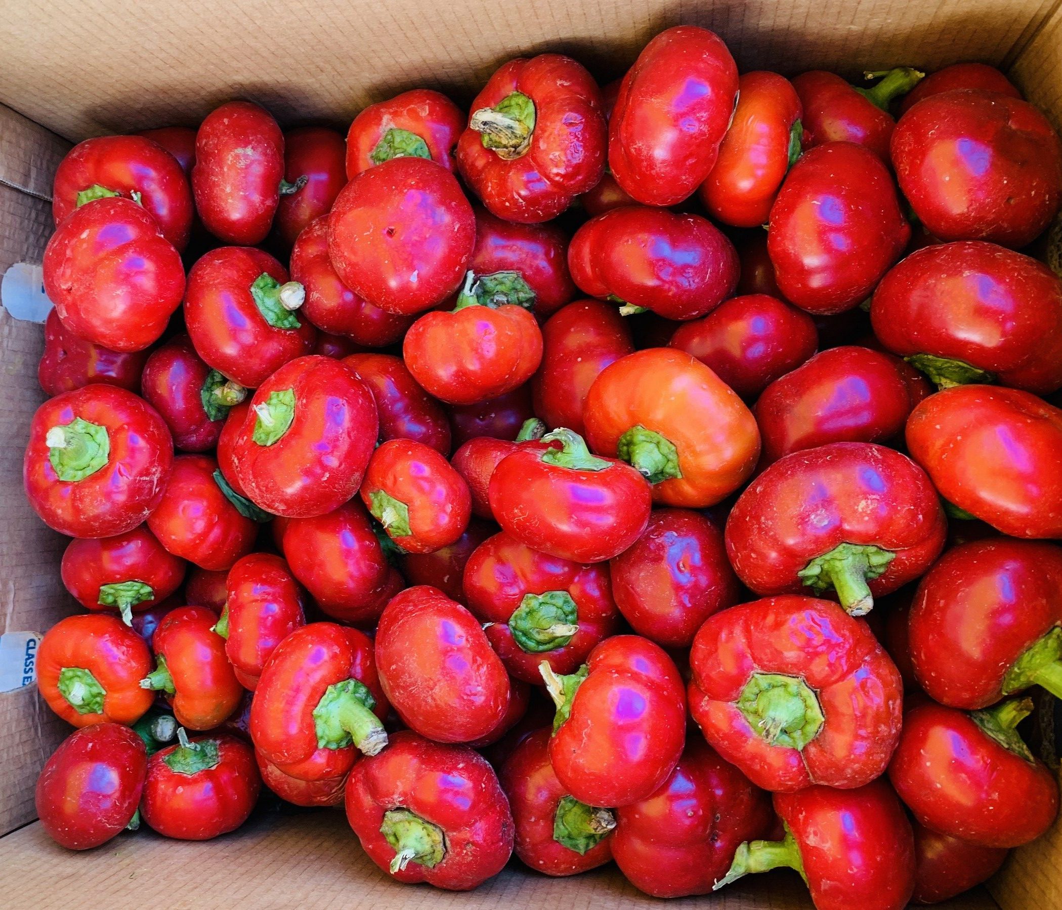 перец, еда, продукты, Фото Наталии Бахаревой