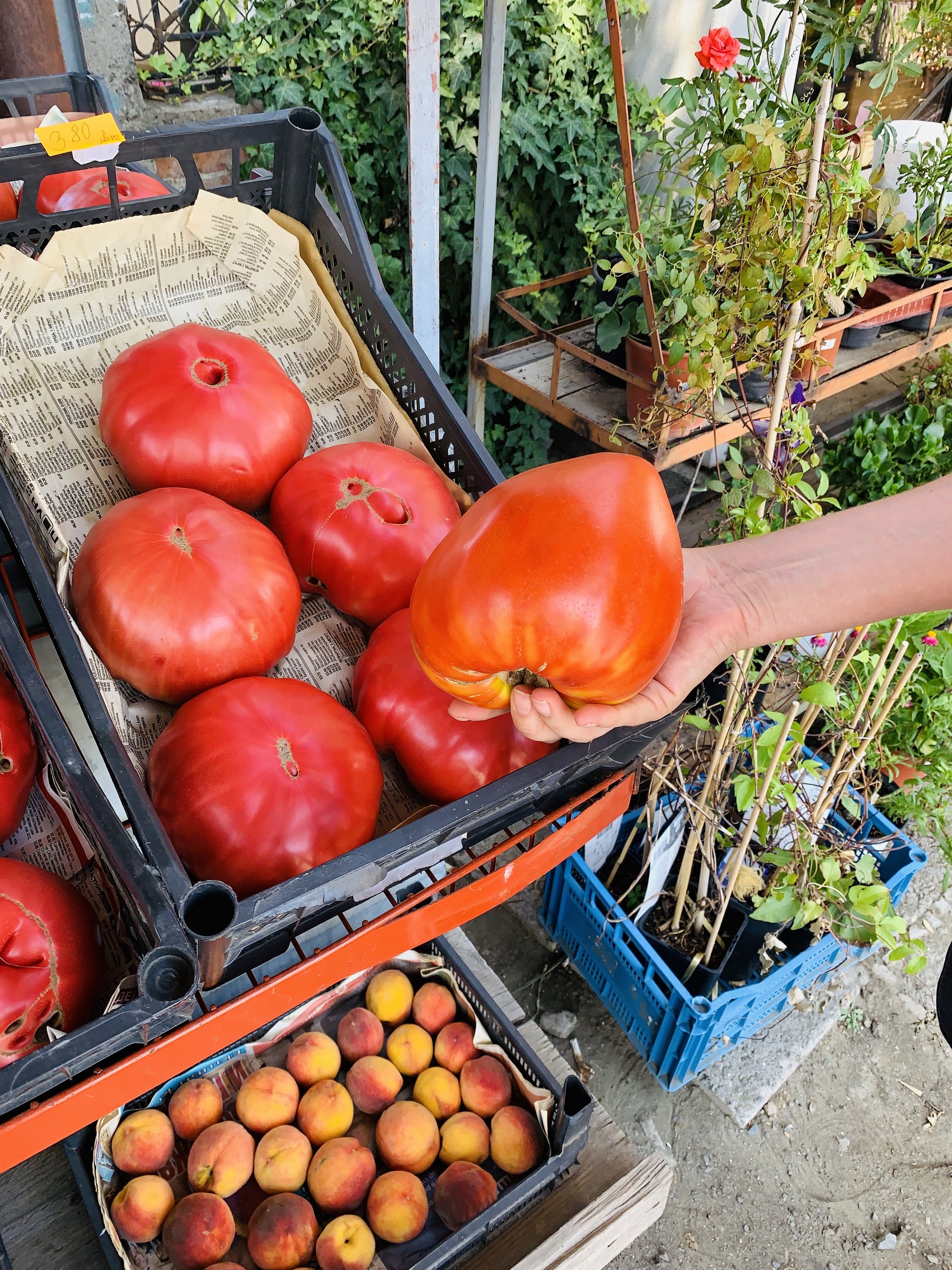 помидор, еда, продукты. Фото Наталии Бахаревой