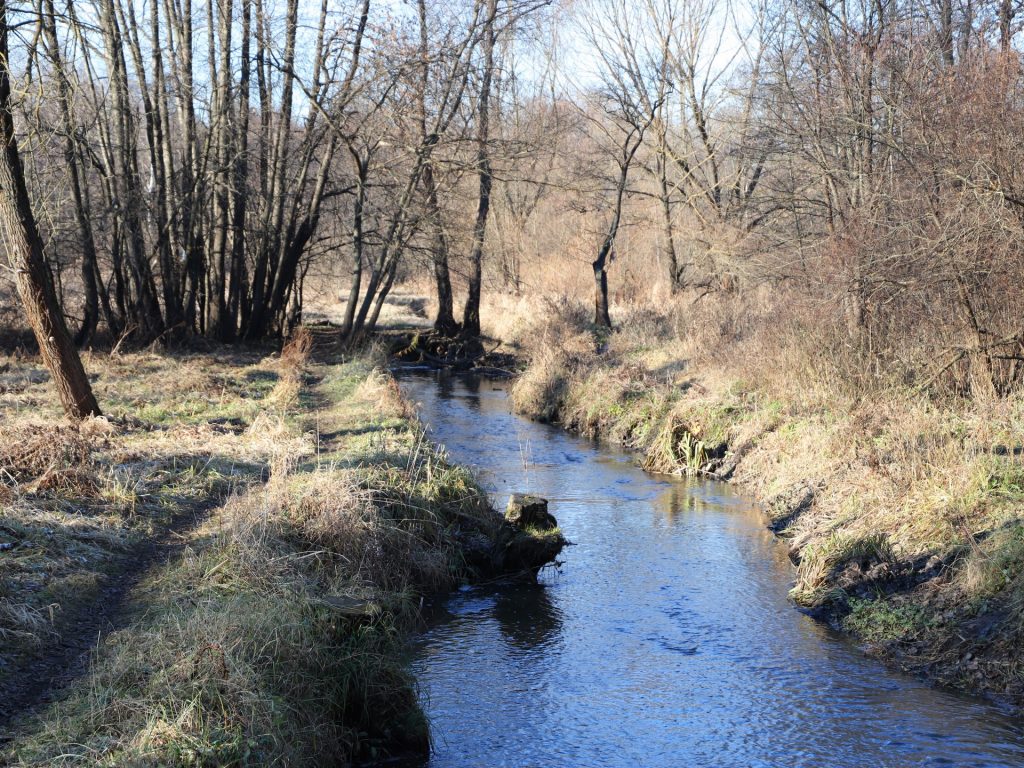 Измайловский лесопарк, парк, осень