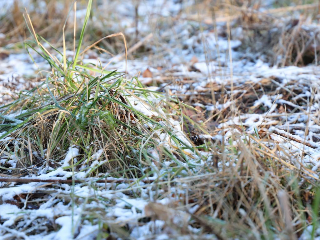 Измайловский лесопарк, парк, осень