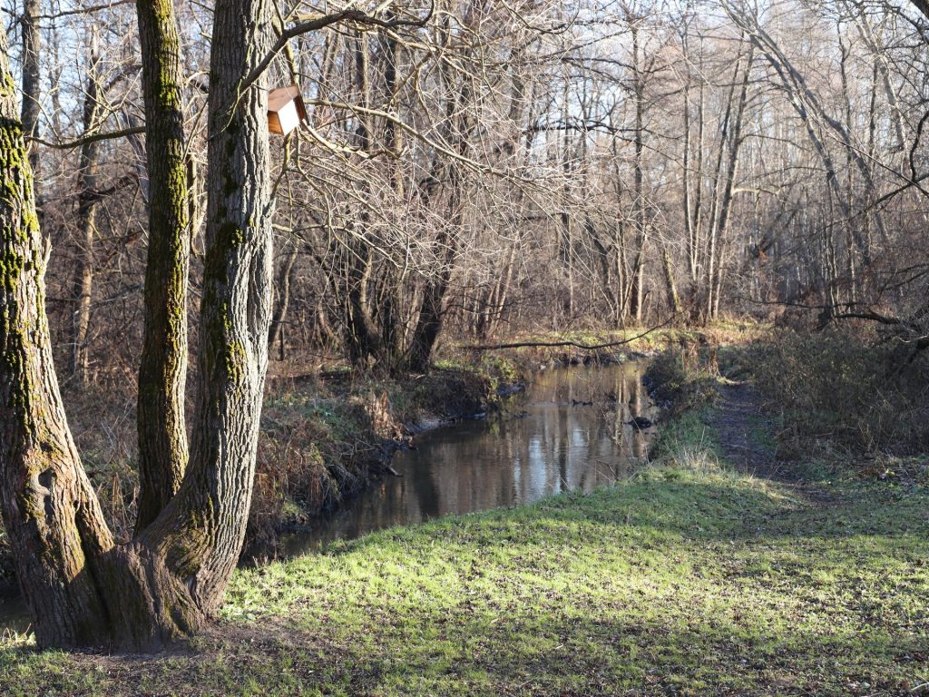 Измайловский лесопарк, парк, осень