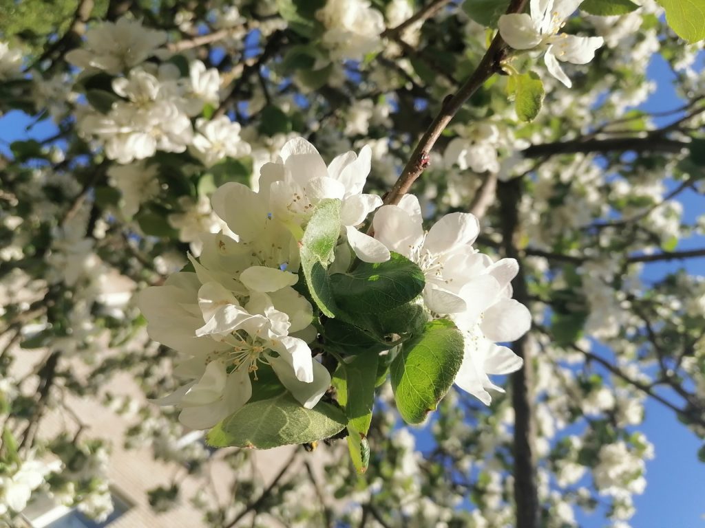 деревья, кустарники, озеленение