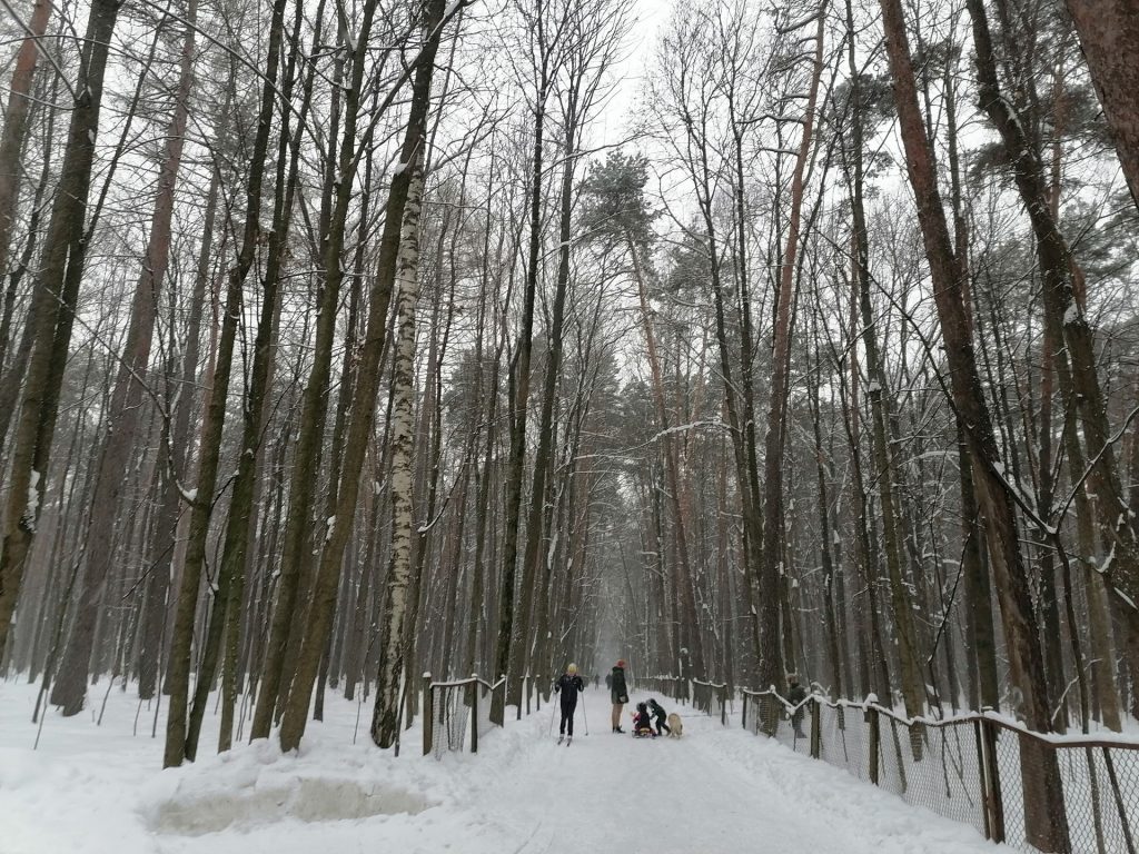 лыжня, парк, Тимирязевский парк, снег, лес, фото Юлии Смагринской