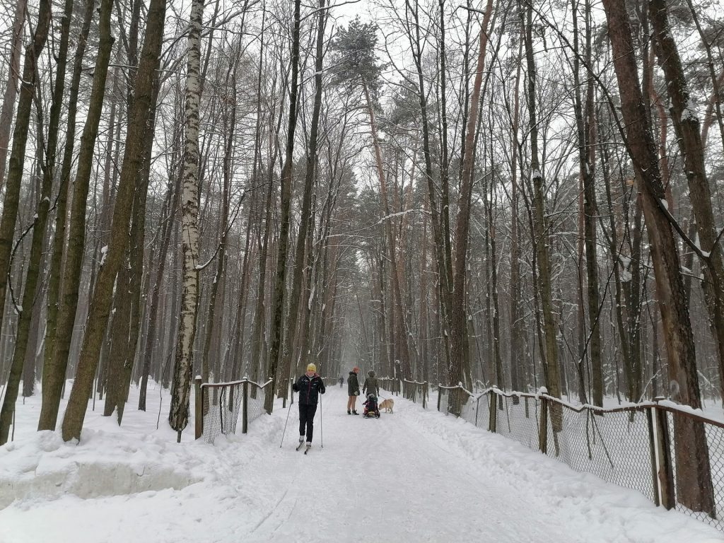 лыжня, парк, Тимирязевский парк, снег, лес, фото Юлии Смагринской