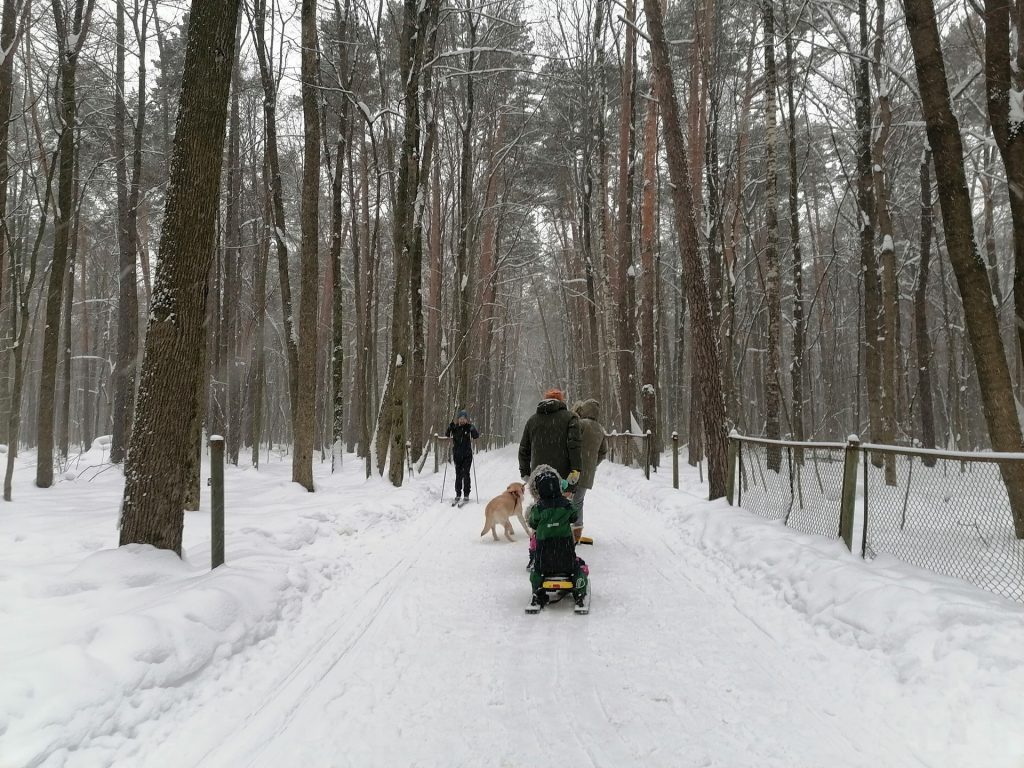 лыжня, парк, Тимирязевский парк, снег, лес, фото Юлии Смагринской
