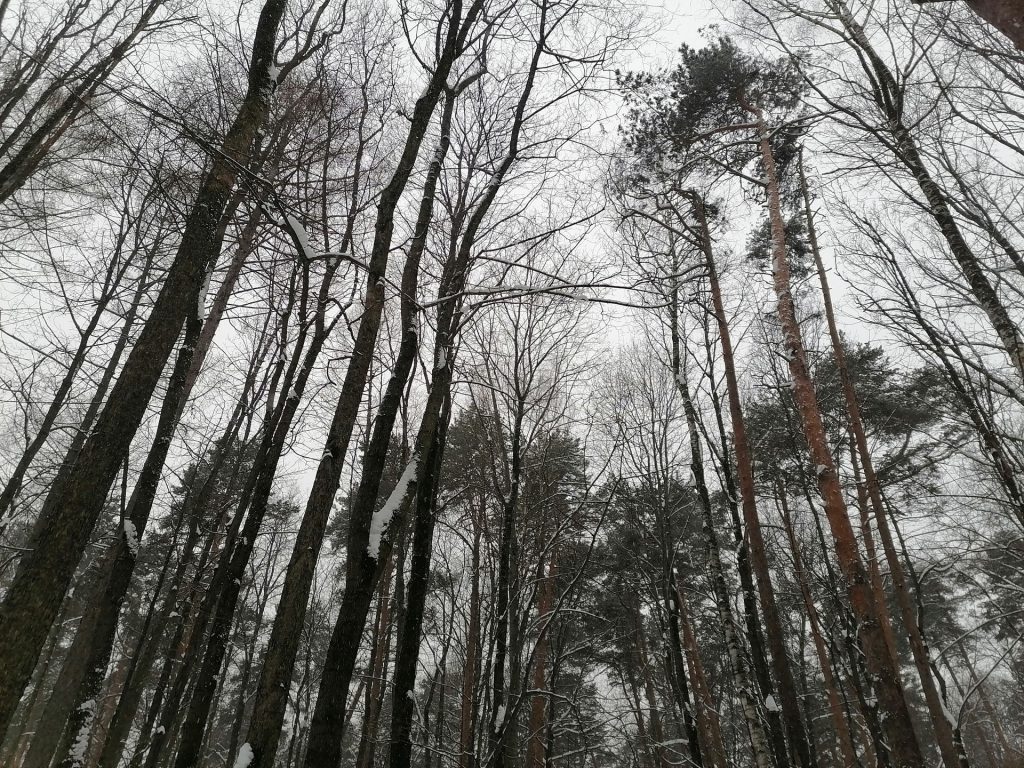 лыжня, парк, Тимирязевский парк, снег, лес, фото Юлии Смагринской