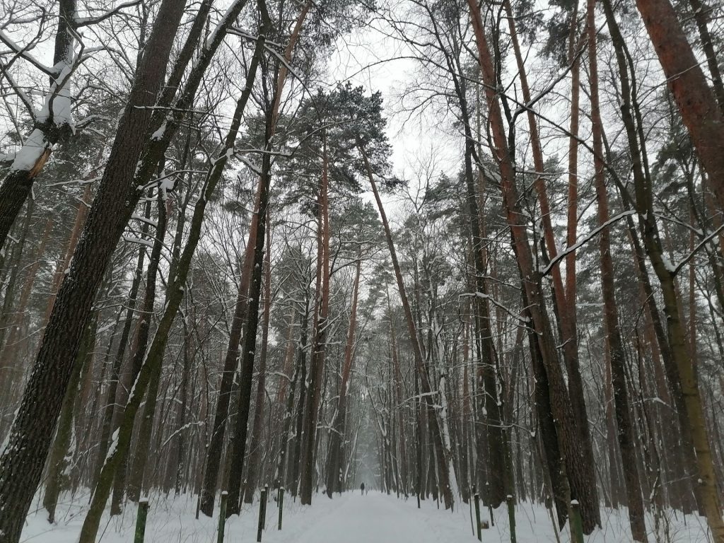 лыжня, парк, Тимирязевский парк, снег, лес, фото Юлии Смагринской