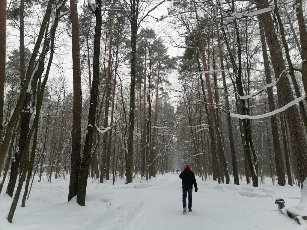 лыжня, парк, Тимирязевский парк, снег, лес, фото Юлии Смагринской