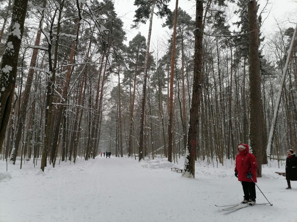 лыжня, парк, Тимирязевский парк, снег, лес, фото Юлии Смагринской