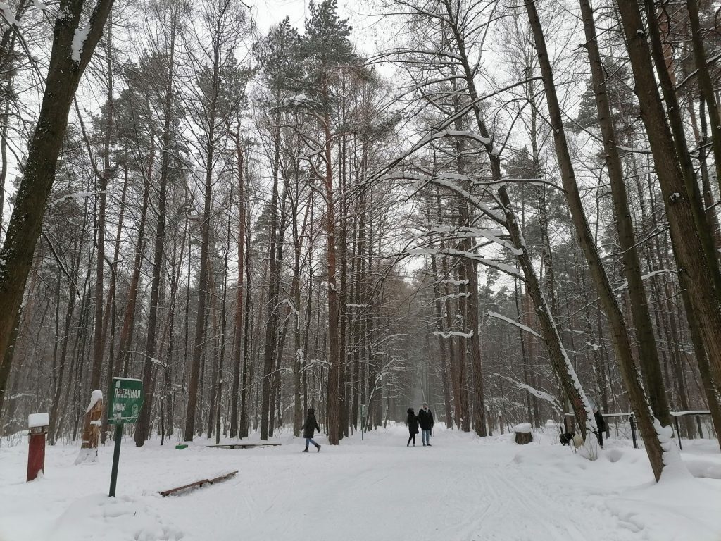 лыжня, парк, Тимирязевский парк, снег, лес, фото Юлии Смагринской