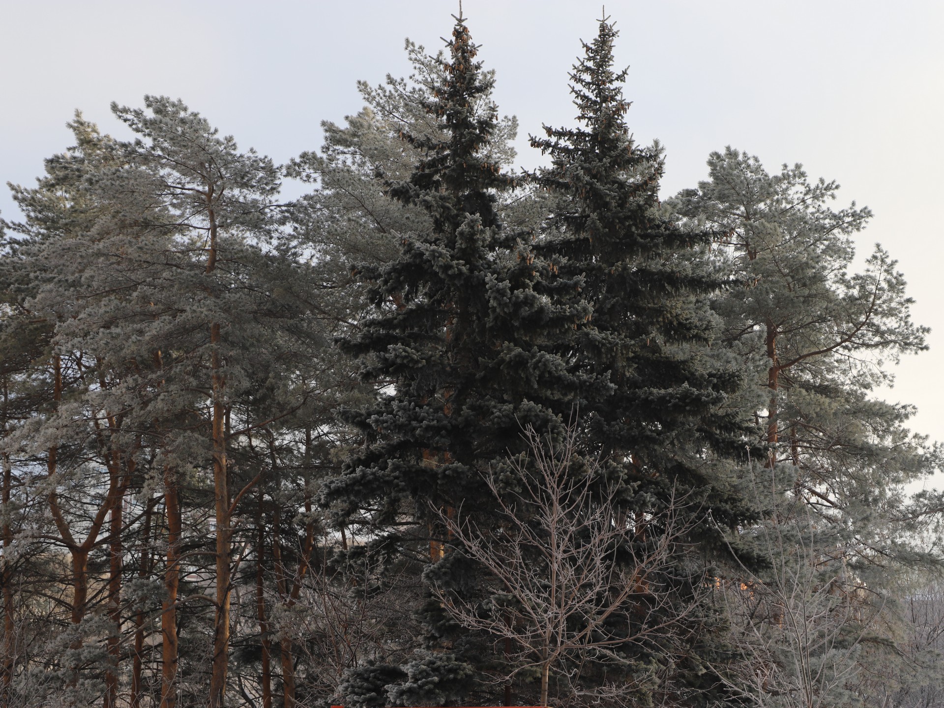 Воронцовский парк, зима, парк, Фото Юлии Смагринской