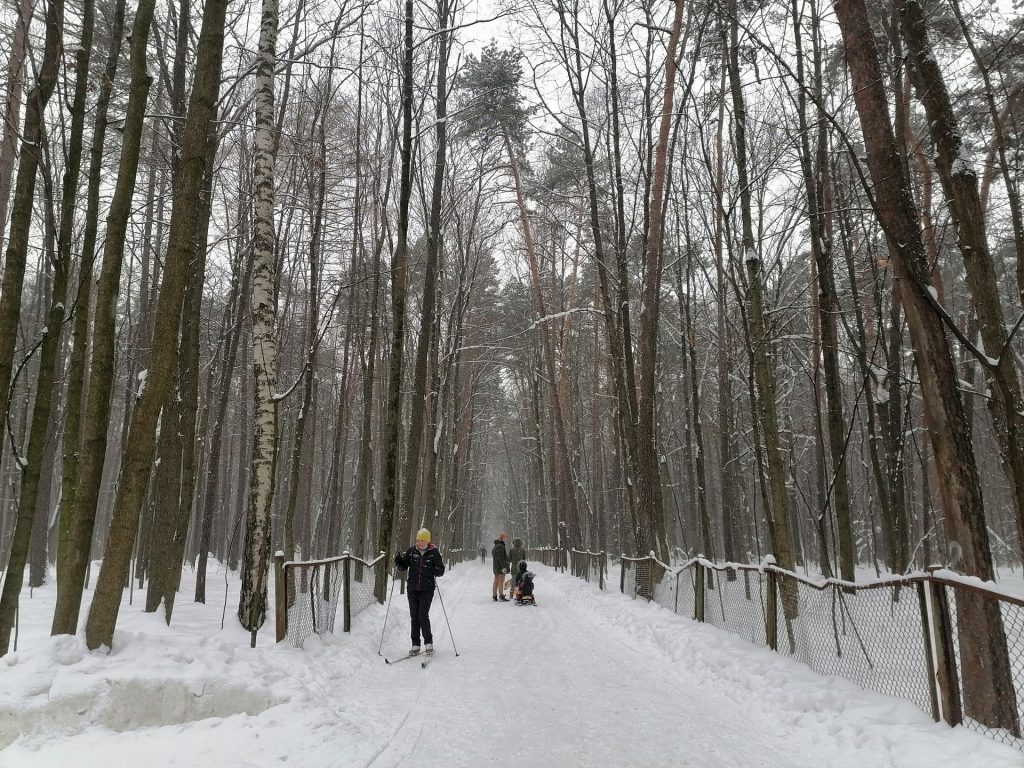 лыжня, парк, Тимирязевский парк, снег, лес, фото Юлии Смагринской