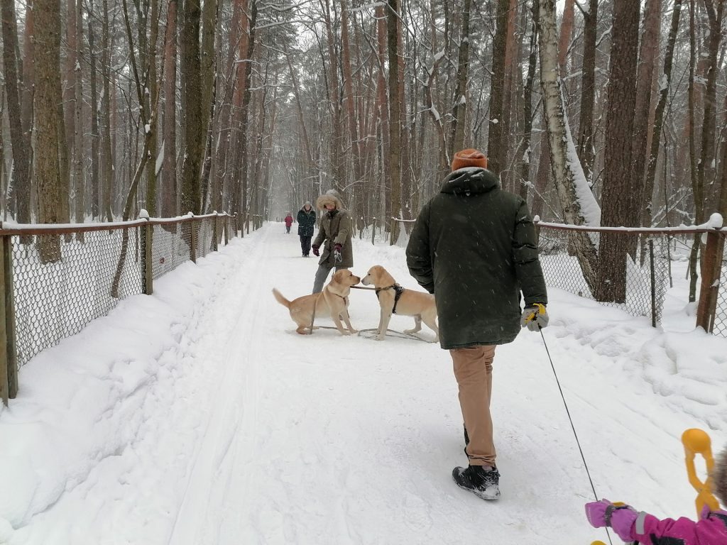 лыжня, парк, Тимирязевский парк, снег, лес, фото Юлии Смагринской
