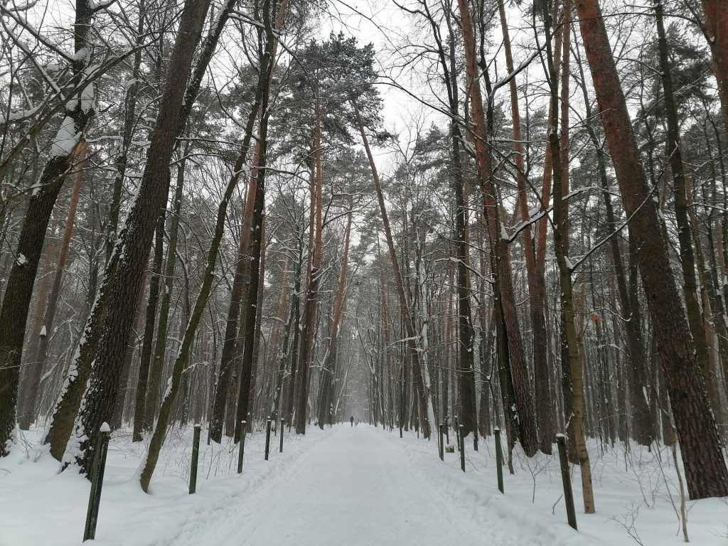 лыжня, парк, Тимирязевский парк, снег, лес, фото Юлии Смагринской