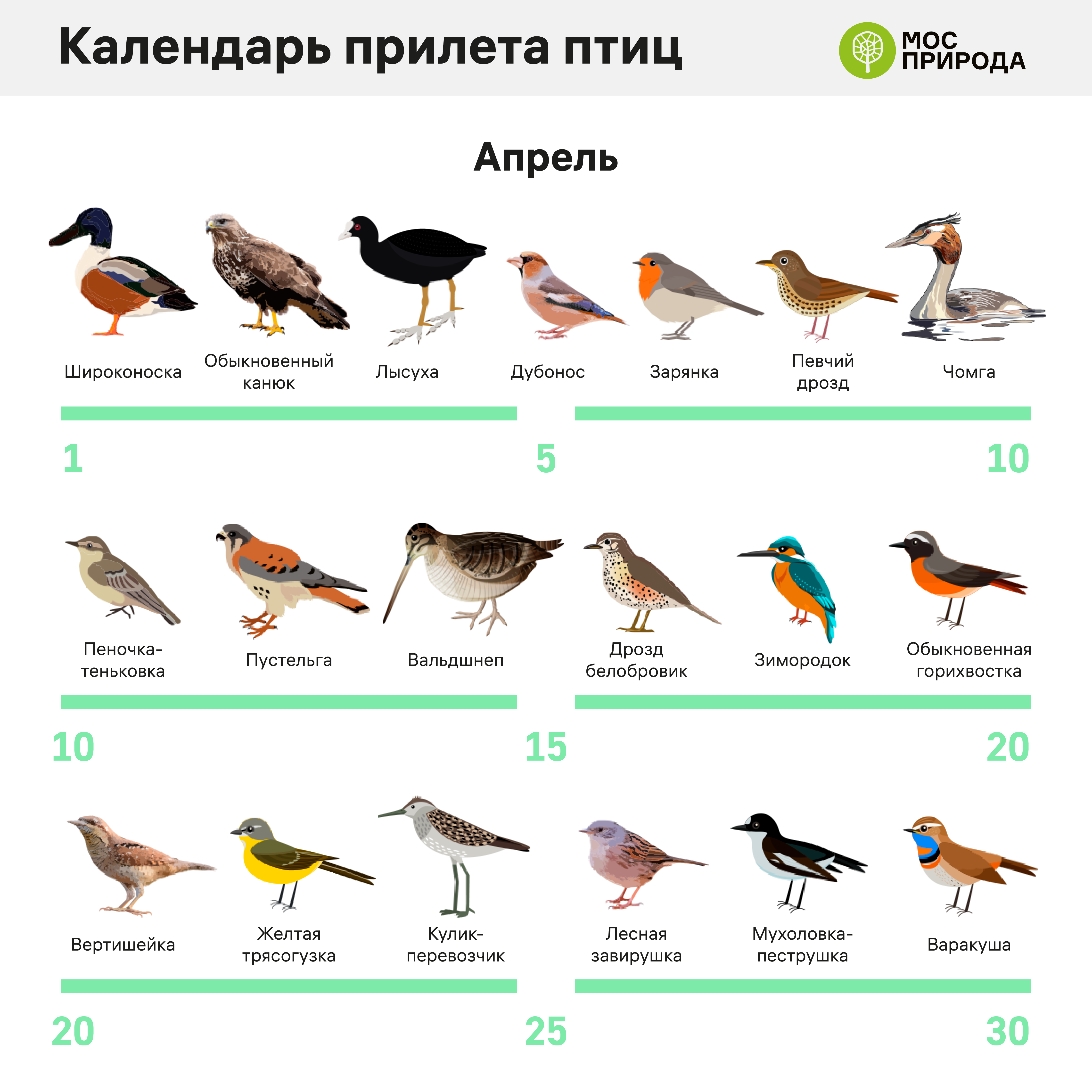 перелетные птицы, календарь прилета птиц