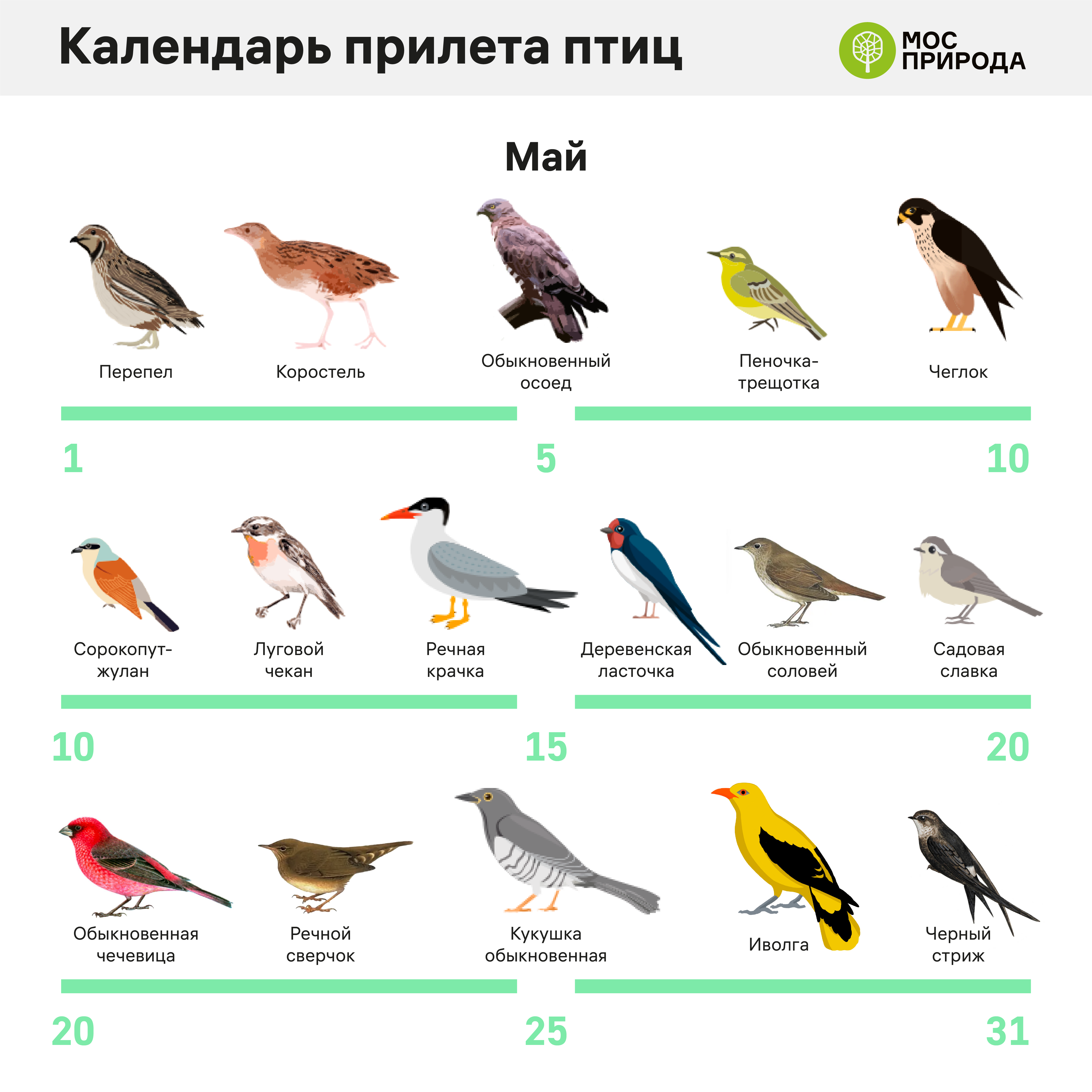 календарь прилета птиц