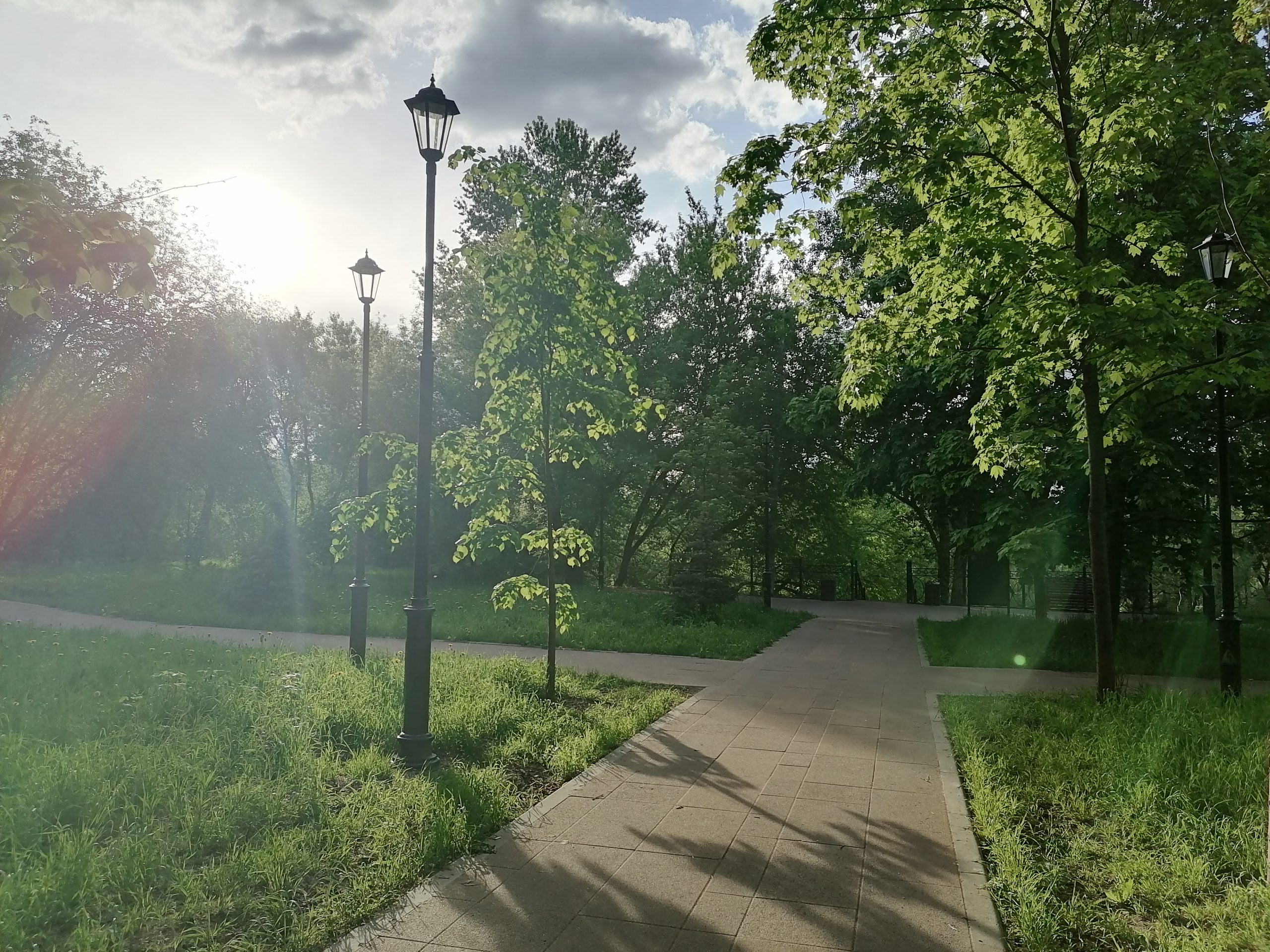экология, деревья, лето, озеленение, фонарь