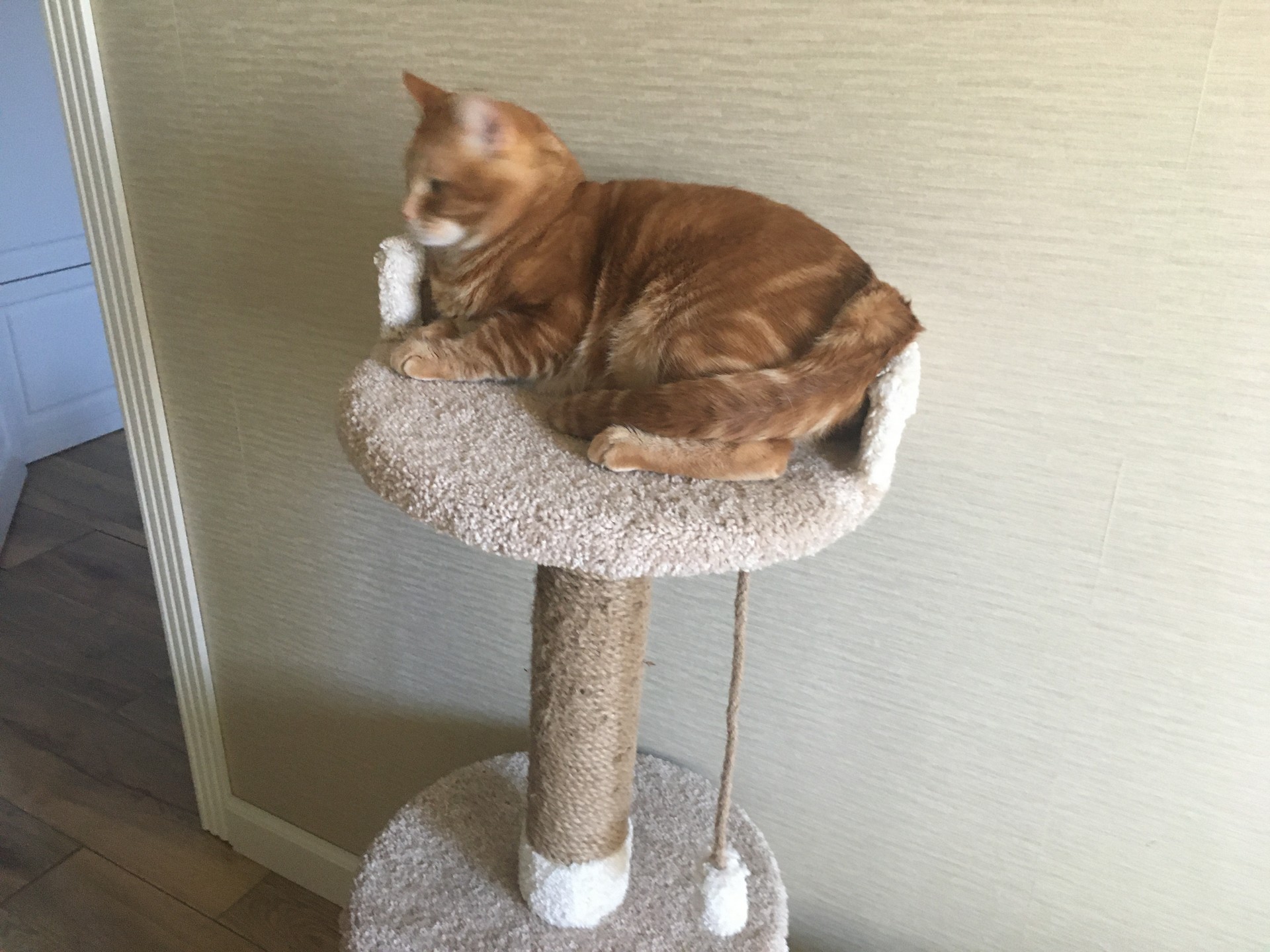 кошка, фото Нины Донских