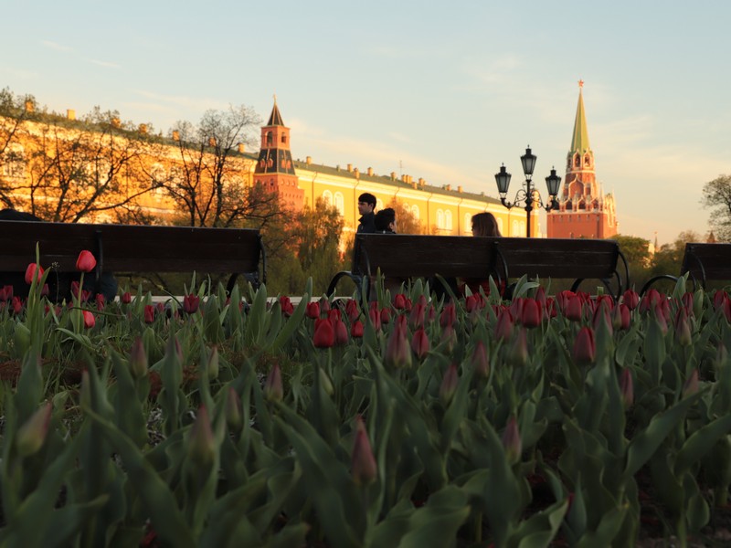 цветники, цветы, весна, Манежная площадь, озеленение, фото Юлии Смагринской