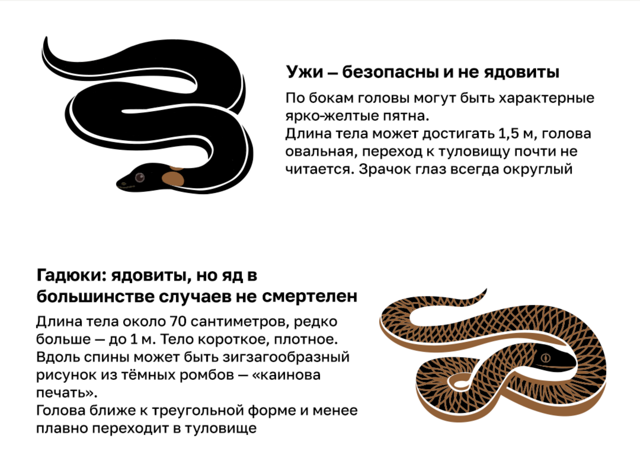 змея