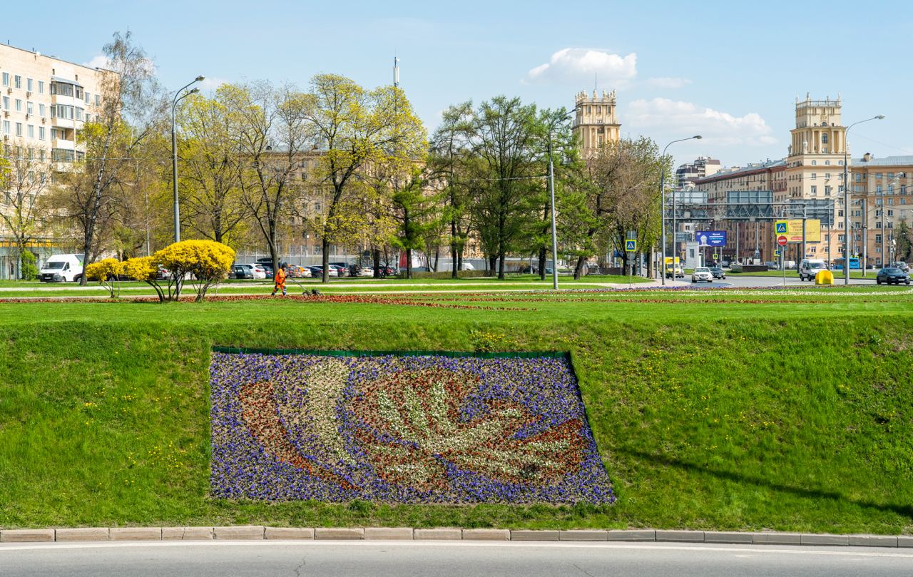 Напомним, всего этой весной в Москве высадили 4,6 млн саженцев виолы.
