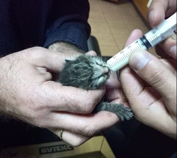 котенок, шприц, история спасения, кормят котенка