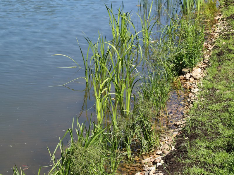 Лазоревы пруды, вода, лето, фото Юлия Смагринская