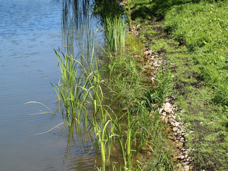 Лазоревы пруды, вода, лето, фото Юлия Смагринская