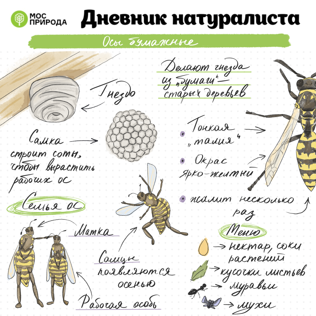 дневник натуралиста, пчелы, мосприрода