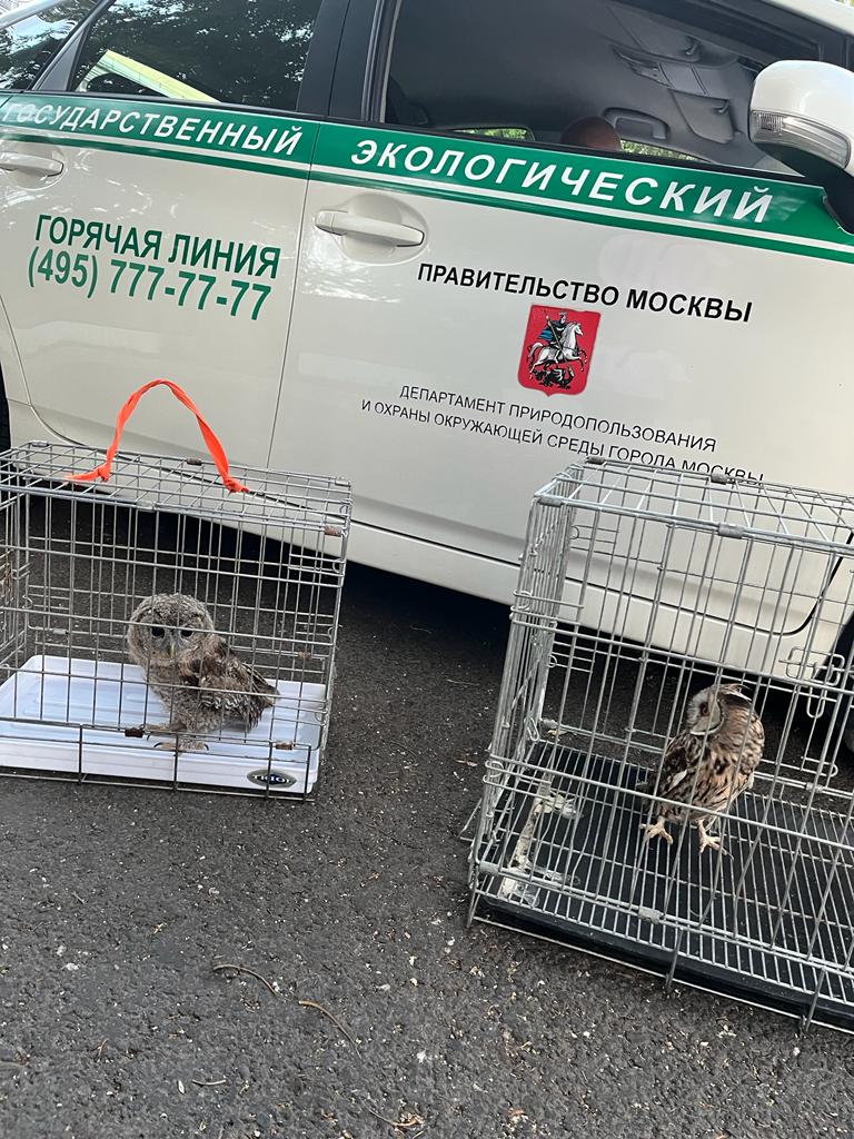 сова, фото Депприроды