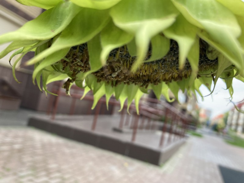 семечки, подсолнух, фото Нина Донских
