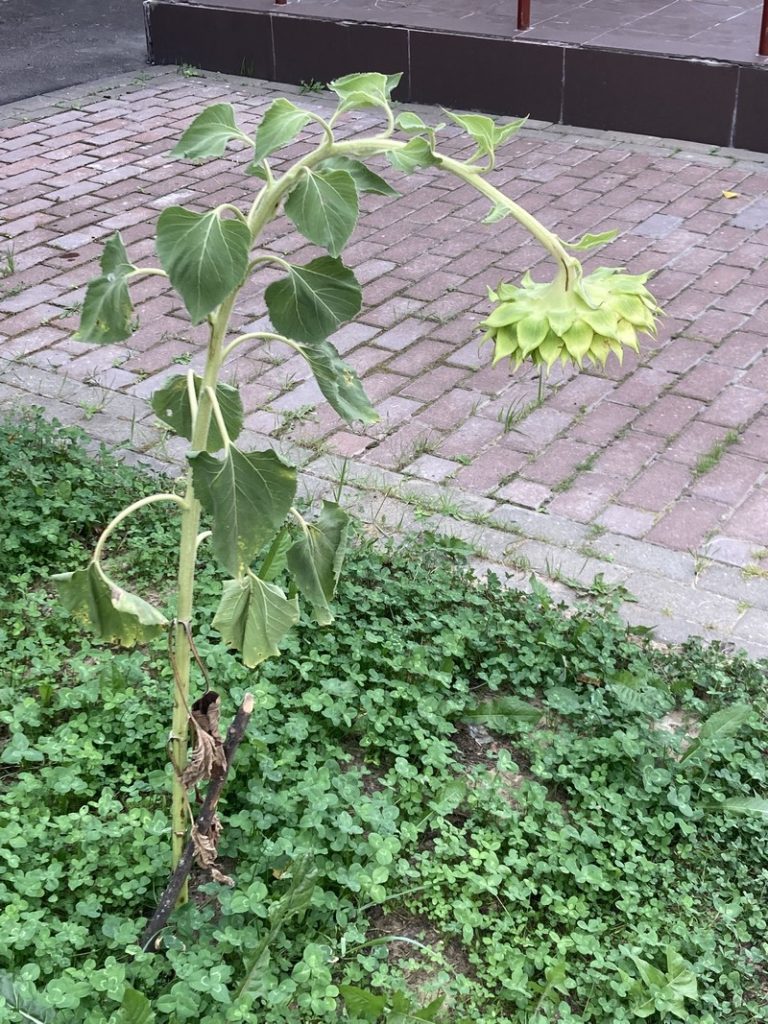 семечки, подсолнух, фото Нина Донских