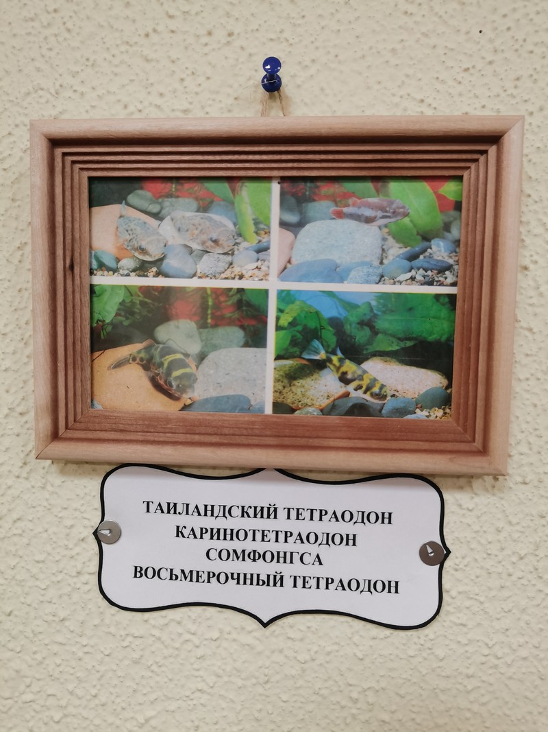 выставка открыток, рыбы, фото Мосприрода