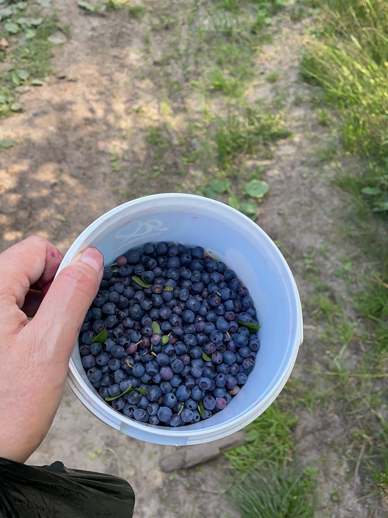 ягоды, черника, еда, продукты, фото Наталия Бахарева