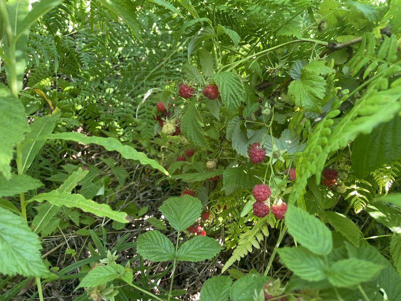 ягоды, малина, куст, еда, продукты, фото Наталия Бахарева